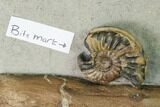 Jurassic Ammonite & Petrified Wood Association - Dorset, England #171275-7